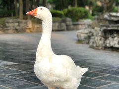 -柳侯公园