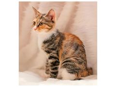 -翊宠yipet猫狗购宠庄园犬舍•猫舍