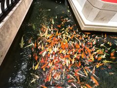 -龙悦湾酒家·八阵鱼生·渔人码头店