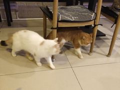 -平行世界·猫咖(首经贸店)