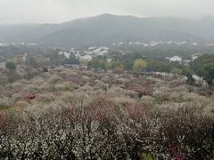 -香雪海