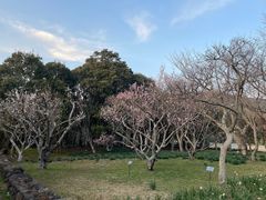 -汉拿树木园