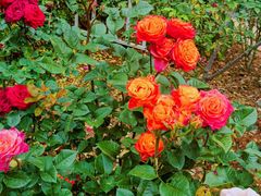 -人民公园(罗湖区)