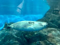 -上海海洋水族馆