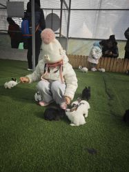 -萌宠亲子动物乐园(槐房万达店)