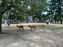-奈良公园