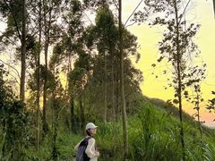 -黄埔油麻山森林公园