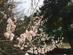 -南京古林公园