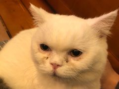 -李小姐の猫咖啡馆(五角场店)
