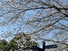 -武汉大学-樱园