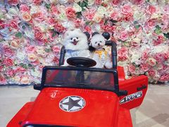 -百好乐宠物友好餐厅(朝外大街店)