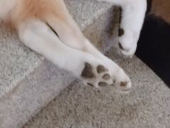-喜柴咖啡·柴犬狗咖
