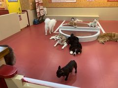 -和它·交个朋友·狗咖猫咖(爱琴海店)