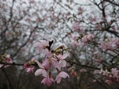 -天适樱花悠乐园