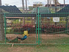 -西双版纳融创皇冠假日度假酒店