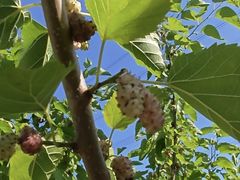 -南京小时候桑葚采摘园