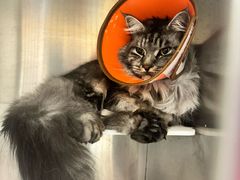-瑞派康怡24h宠物医院·犬猫医疗中心·微创绝育(瑞景分院)