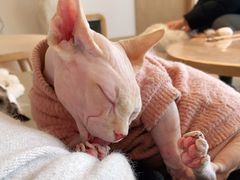 -猫腻·猫咖·撸猫馆(星光大道店)