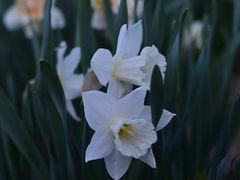 -西湖外事游船(花港观鱼码头)