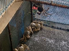 -秋月舫(阳澄湖湖滨中路店)