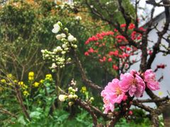 -南汇桃花村