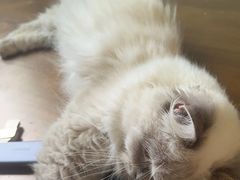 -楼上猫咖(罗湖店)
