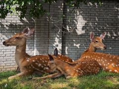 -北京野生动物园