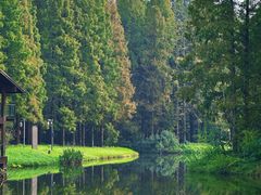 -黄海国家森林公园