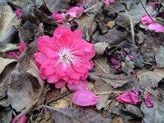 iphone_upload_pic-南国桃园旅游度假区