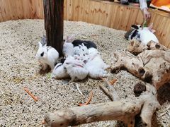 -昆明大悦城未来动物城(螺蛳湾中心店)