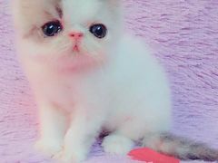 -Bastet sally猫舍购宠(静安店)