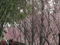 -望江楼公园