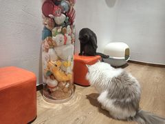 -1013 PET SHOP精品宠物商店(丁香店)