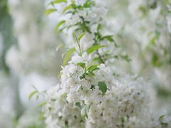 -海棠花溪(元大都城垣遗址公园)