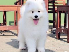 -美联众合宠物医院·爱萌分院·内外科·猫科中心