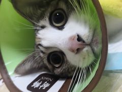 -乐派堂宠物医院·猫友好· 心脏科(东街店)