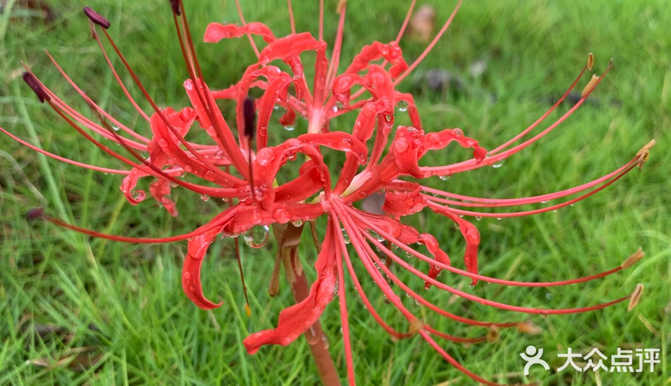 黄泉路上的彼岸花开了