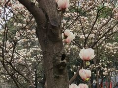 -成都市活水公园