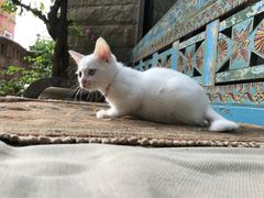 -杨桃院子咖啡吧(中华红墨店)