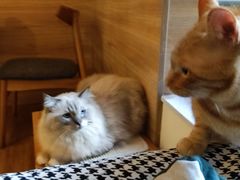 -滚猫咖啡·猫咖·猫友好撸猫(未来城店)
