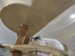-滚猫咖啡·猫咖·猫友好撸猫(未来城店)