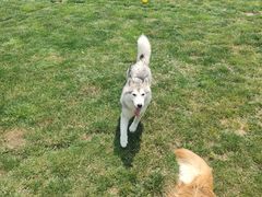 -趣玩宠物乐园寄养训犬训狗游泳池