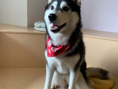 -Husky Go! 哈士奇体验馆·宠物咖啡厅狗咖