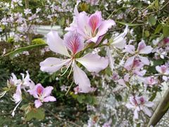 -南宁良凤江国家森林公园