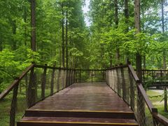 -黄海国家森林公园