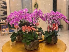 -上海吉臣维景酒店·维多利亚餐厅