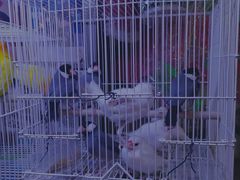 -双季花艺园艺市场(浦东店)