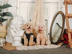 -超宠爱宠物摄影-Super pet