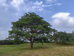 -汉长安城未央宫国家考古遗址公园