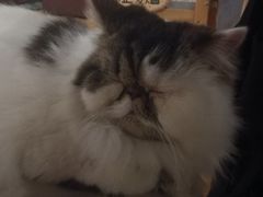 -喵园·猫主题咖啡厅·撸猫·猫咖(国贸店)